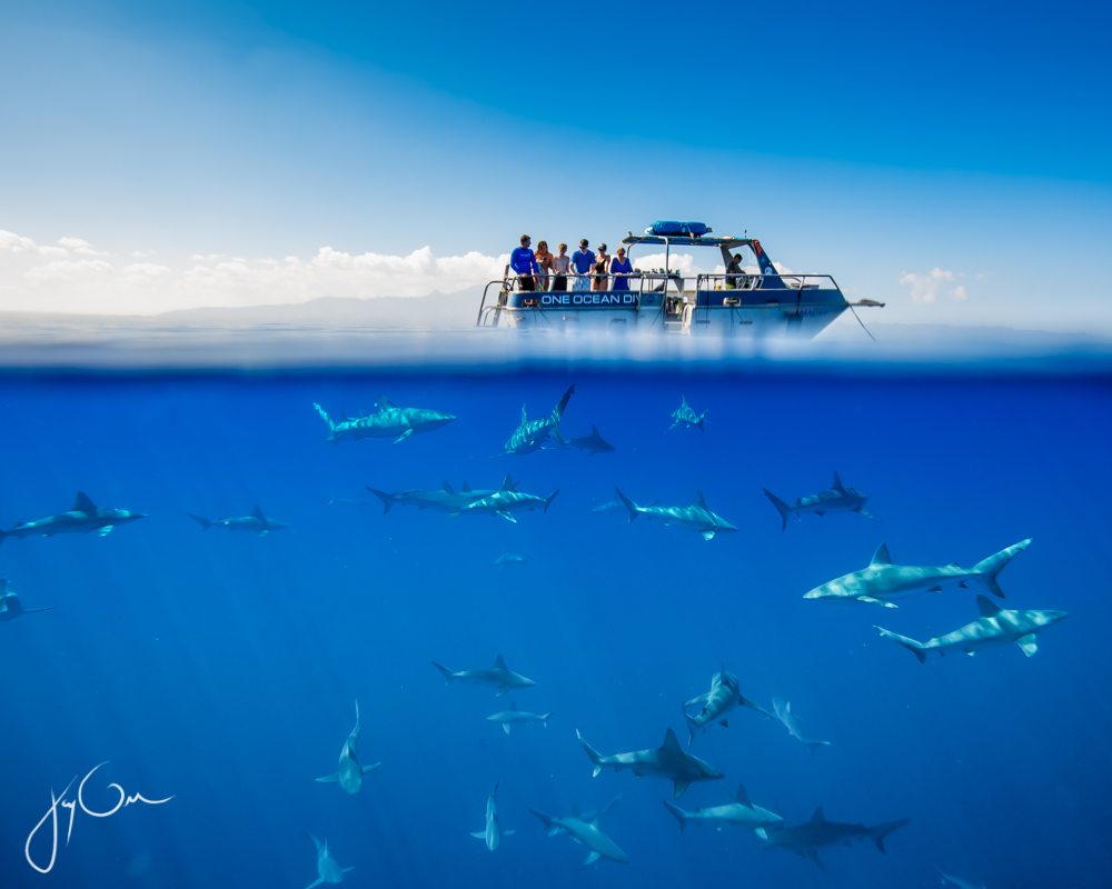 Sharks swimming below a boat in Oahu
