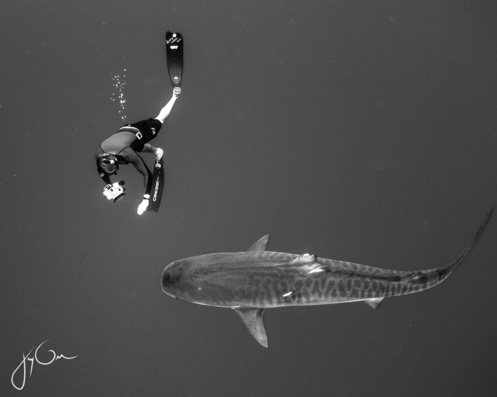 diver swims close to a shark in Oahu